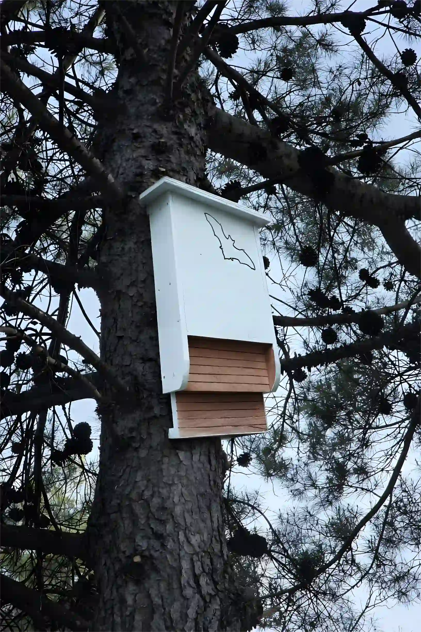Refugio para murciélagos instalado en árbol