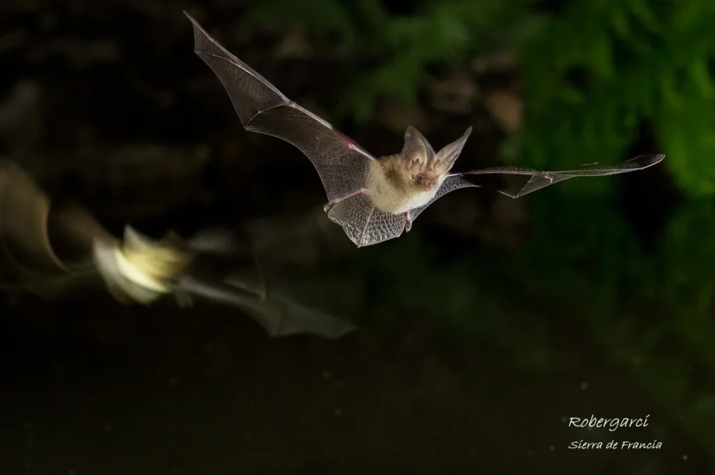 Bat flies in the dark above water among nature
