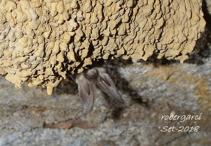 This is an image with a bat behind a rock.