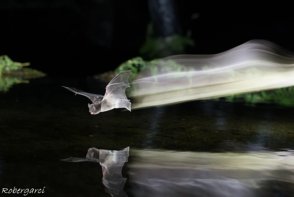 Bat flying over water.