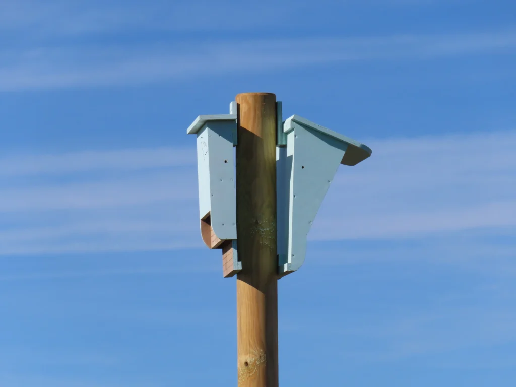 This is an image of such a bat box.