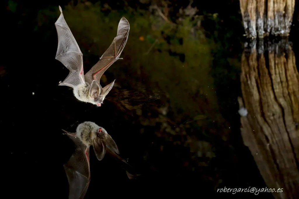 Bat flying over water.